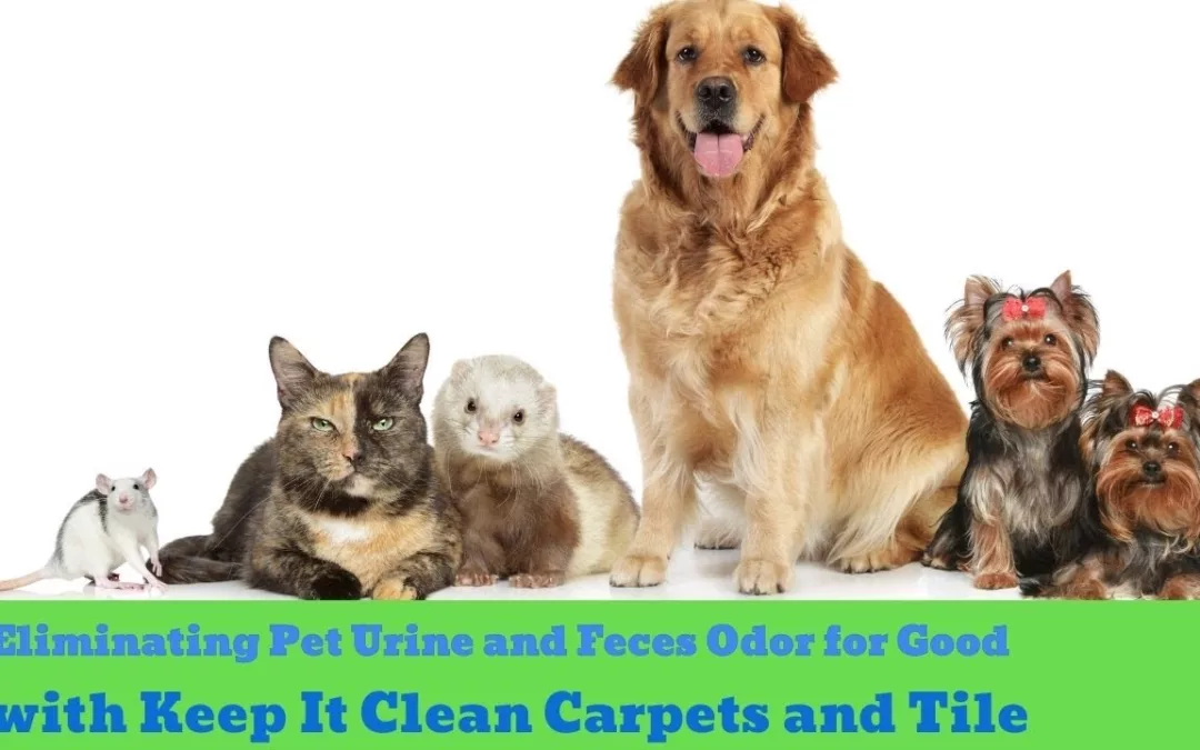 Odor Removal for Pet Urine and Feces