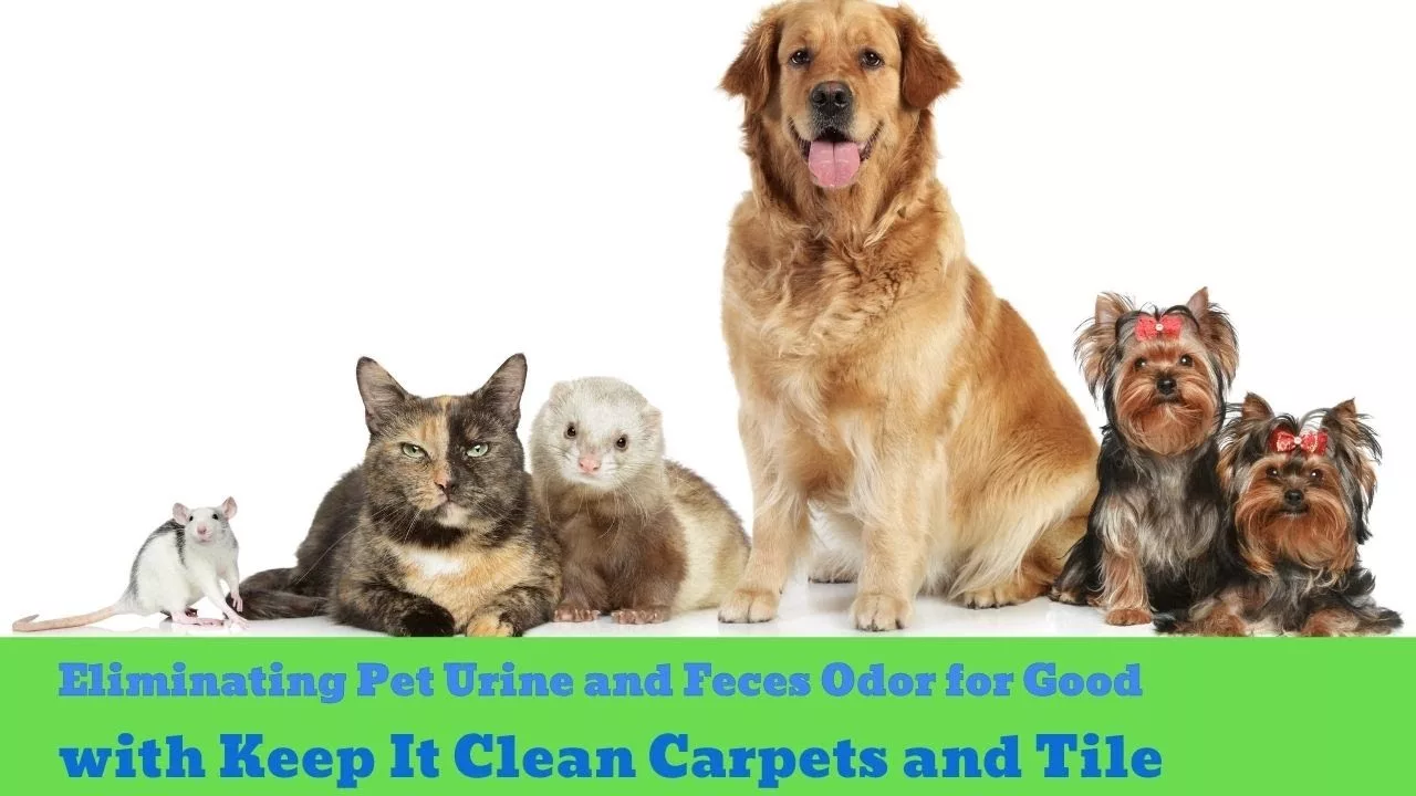 Pet-Friendly Carpet Cleaning